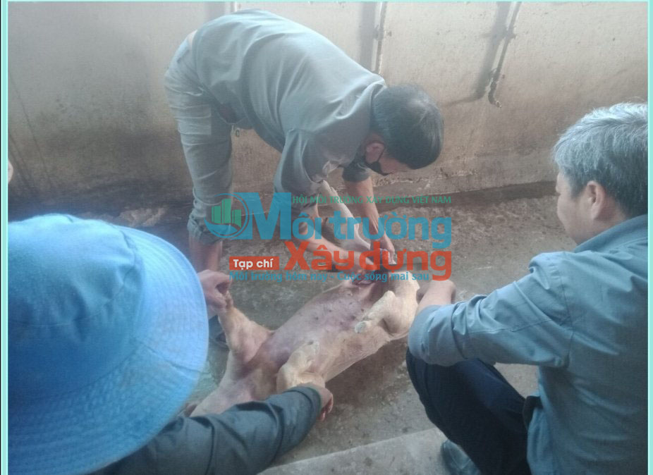  Lâm Đồng: Cơ quan chức năng kịp thời ngăn chặn Heo bị “dịch tả lợn châu Phi” đưa ra ngoài